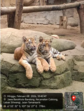 Penjelasan Kematian Anak Harimau Benggala, Satwa Koleksi Eks Kebun Binatang Bandung