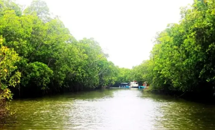Berita Terkini: Peneliti BRIN Kaji Model Budidaya Ikan Berkelanjutan di Kawasan Mangrove Desa Kaliwlingi Brebes
