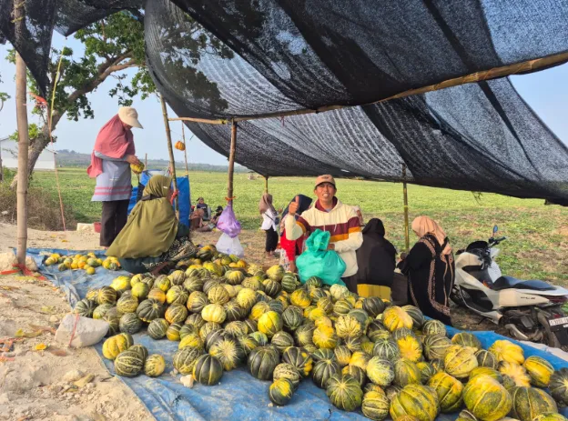 Petani SPI Tuban Ubah El Nino Jadi Peluang Dengan Budidaya Blewah Secara Agroekologi