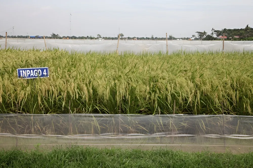 Waspada Kemarau Dini, Kementan Dorong Petani Manfaatkan Padi Adaptif
