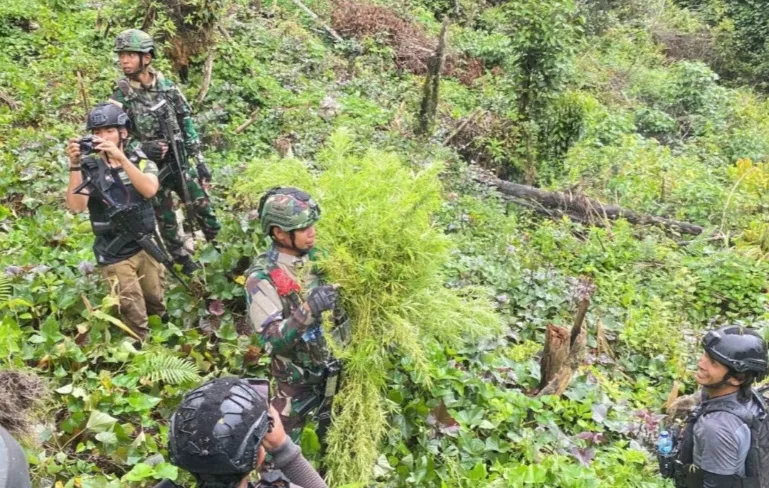 Pangkogabwilhan III Turun Gunung Hancurkan Ladang Ganja Terkait Aktivitas Separatis Papua