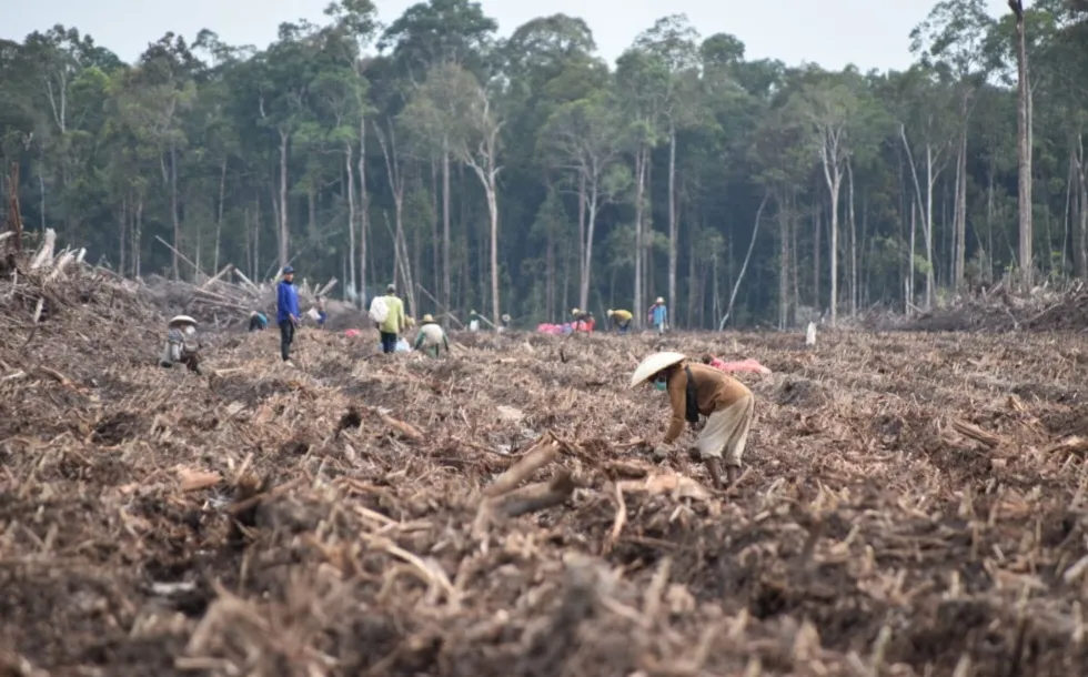 Berita Terkini: Bersinergi Dengan Masyarakat, PTPN I Masuk ke Bisnis Singkong dan Jagung 