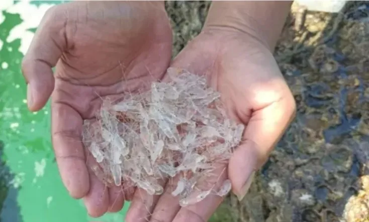 Ketimpangan Budidaya dan Ekspor Benih Lobster Disorot