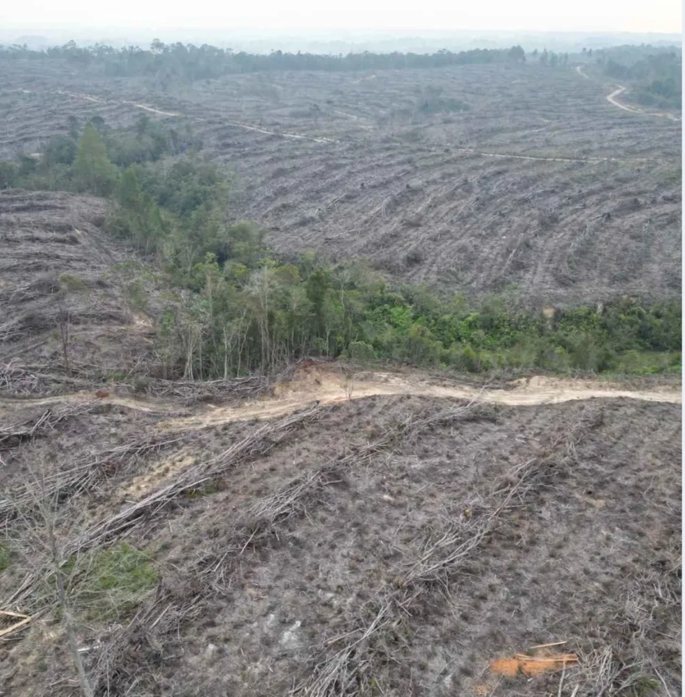 Berita Terkini: Masyarakat Tolak Peninjauan Izin TPL Pasca Dicabut Pemerintah