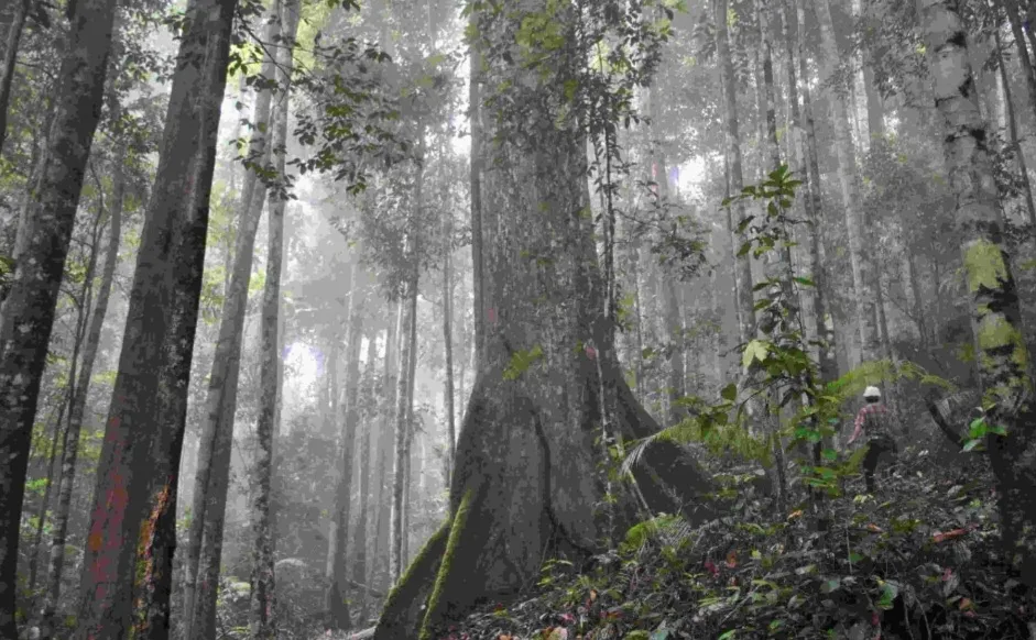 Kelola 120 Juta Ha Kawasan Hutan, Kemenhut Perketat Sistem Mitigasi Risiko dan Pengendalian Internal