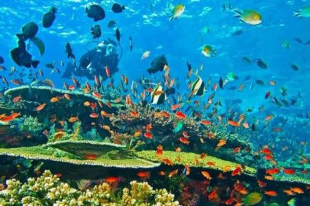 Museum Bawah Laut Biak Numfor Papua, Saksi Sejarah PD II