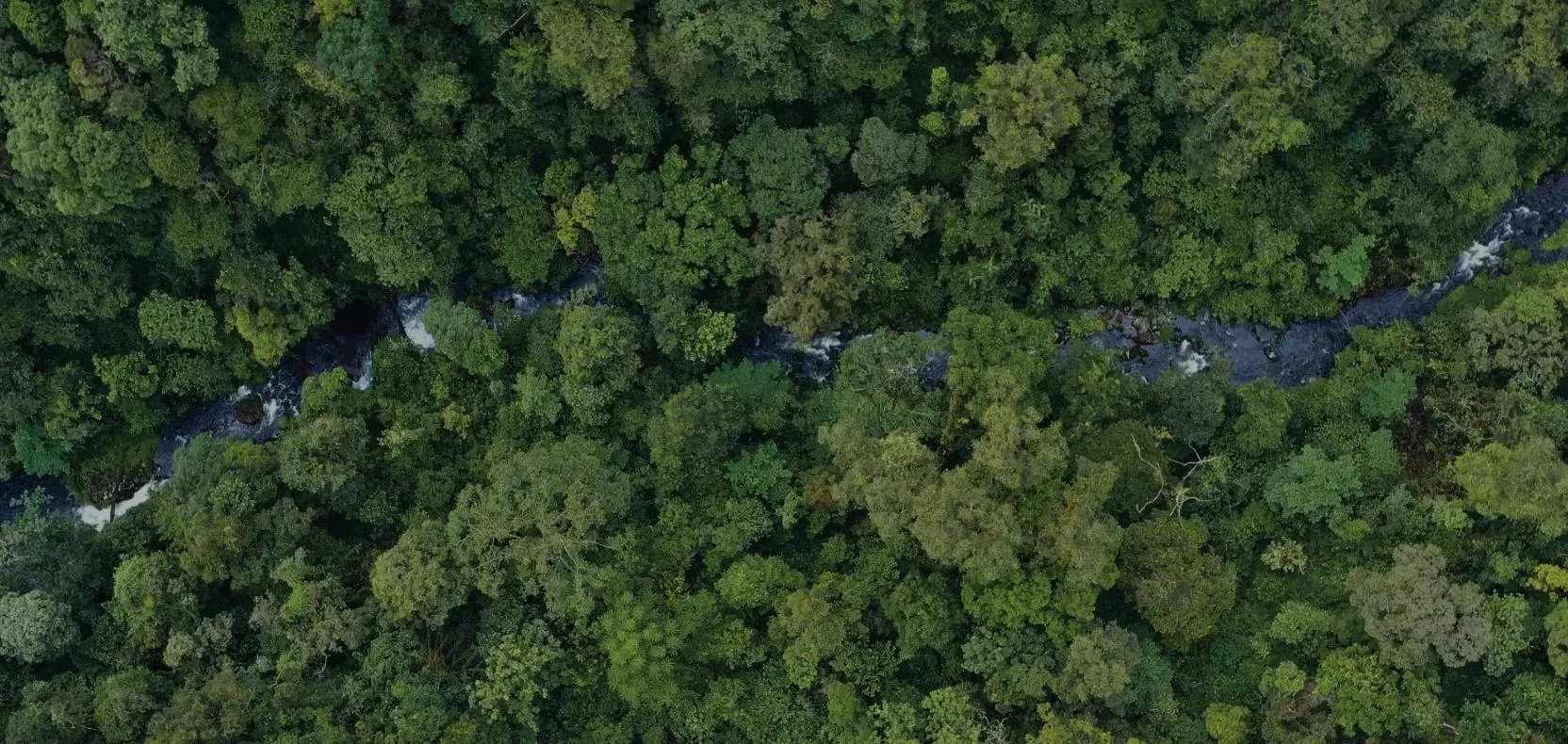 6 Hutan di Indonesia Nan Memukau