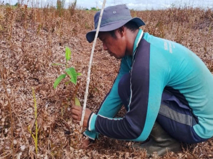 Belantara Foundation Tanam Pohon di Lahan Gambut Bersama Mitra dan Gapoktanhut Wono Lestari