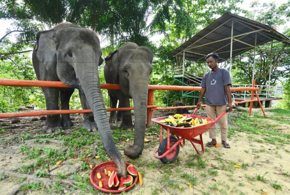 Pertamina Hulu Rokan Jaga Keanekaragaman Hayati melalui Konservasi Gajah Liar