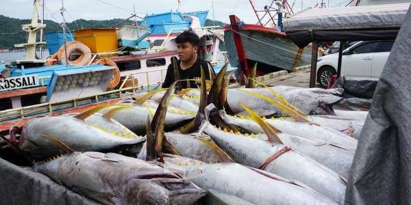 Sistem Pascaproduksi PIT Tingkatkan PNBP SDA Perikanan 30% di 2024