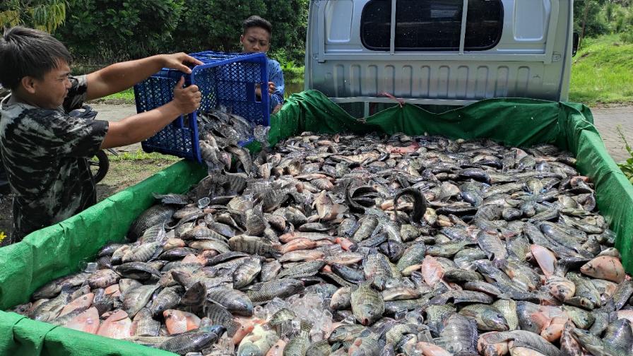 ikan2.jpg
