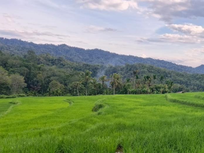 Dari Nagari Ampalu, Jejak Baru Menuju Kedaulatan Pangan  
