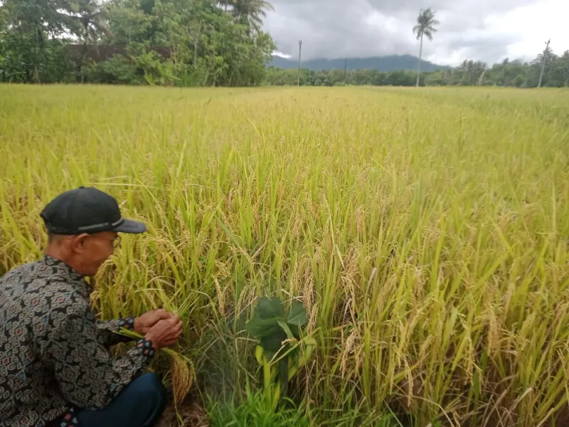 Wiwitan dan Ilmu di Baliknya, Membaca Pengetahuan Leluhur dalam Praktik Agroekologi Petani