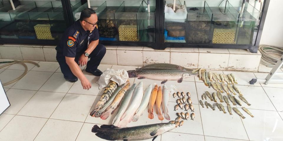 kkp-musnahkan-63-ekor-ikan-predator-di-jakarta-timur-w0EJ(1).jpg