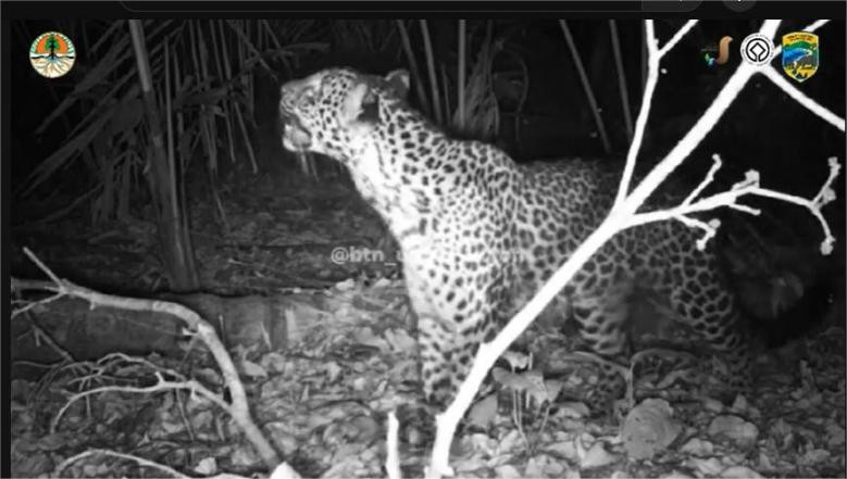Macan Tutul Jawa Puncak Predator di TN Ujung Kulon 