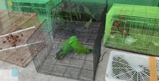 Operasi Gabungan di Tanjung Priok Gagalkan Peredaran Ilegal Ratusan Satwa Dilindungi Asal Papua