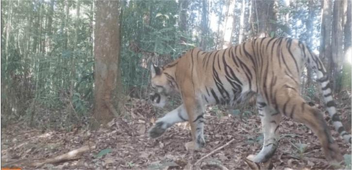 medium_Harimau_x_Tapir_7b1208727a(1).jpg