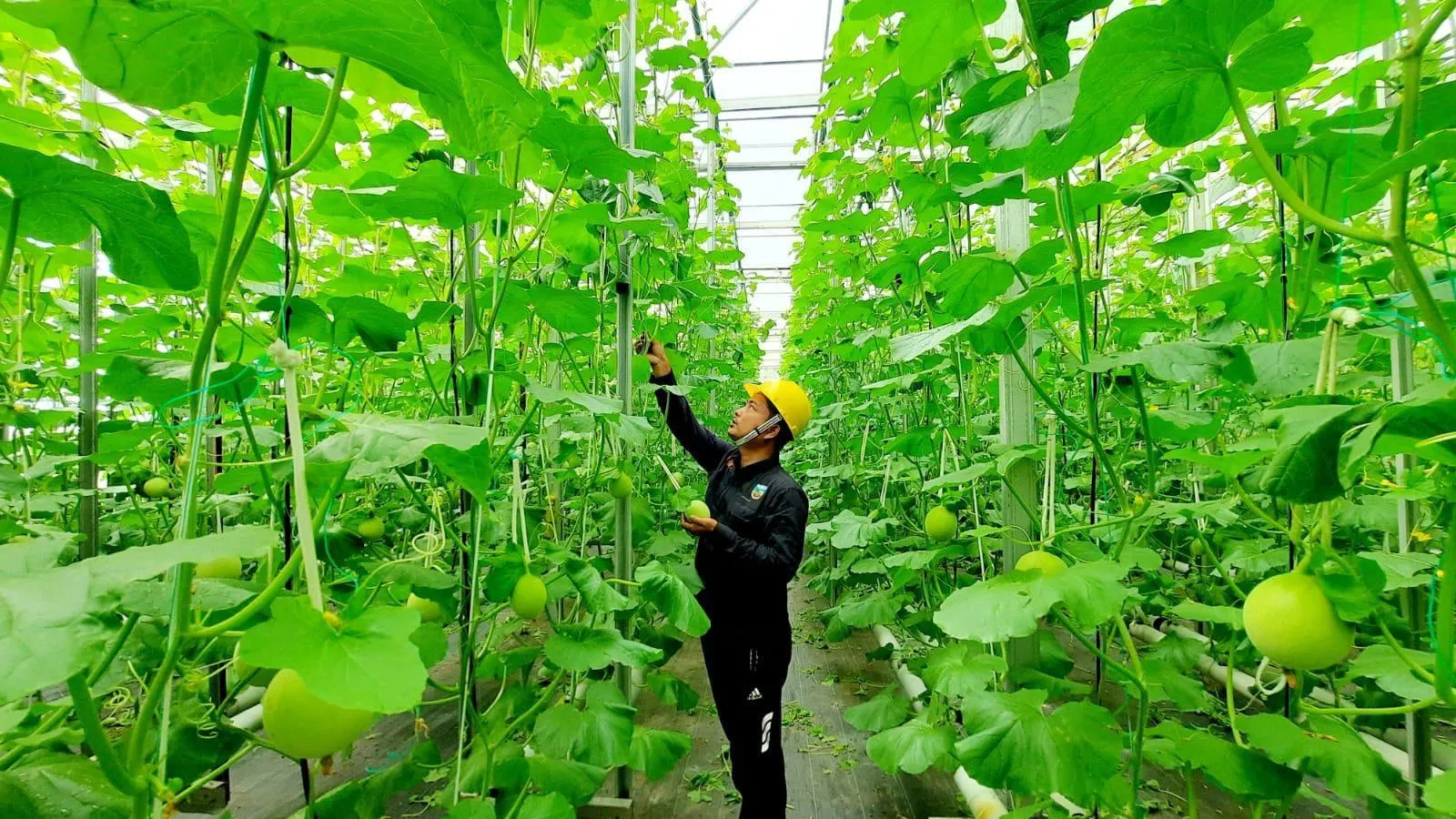 Begini Cara Pertamina Dorong Pemanfaatan Panas Bumi untuk Perekonomian Rakyat