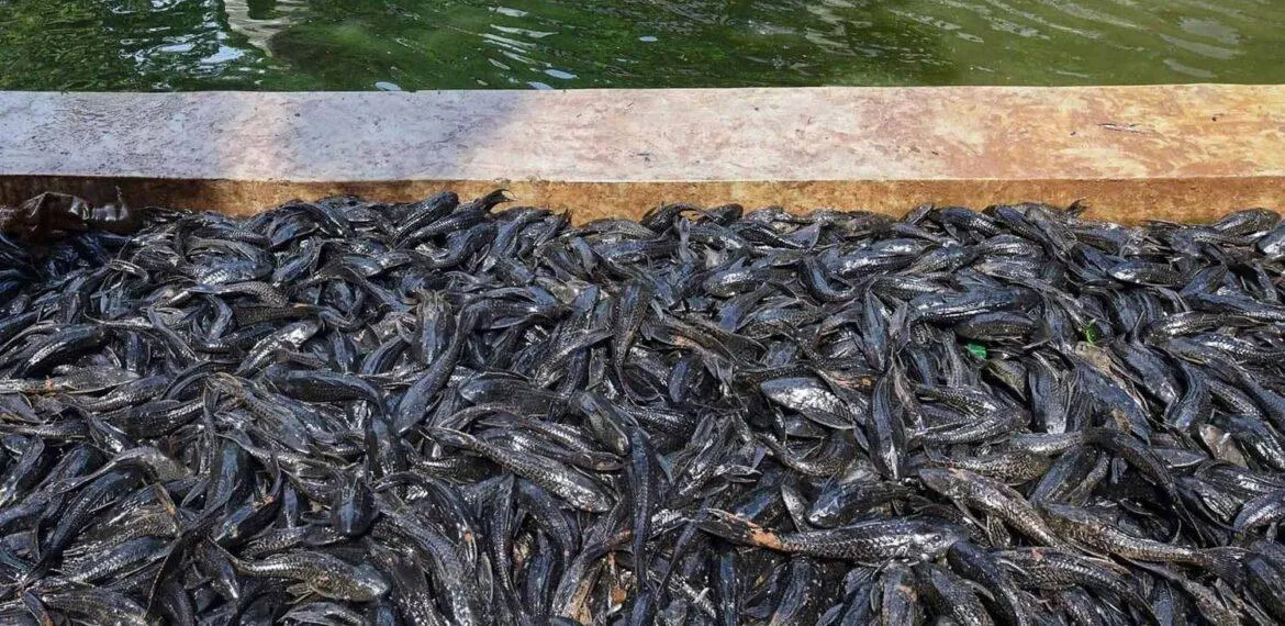 Ledakan Ikan Sapu-Sapu Alarm Ekologi Kerusakan Lingkungan