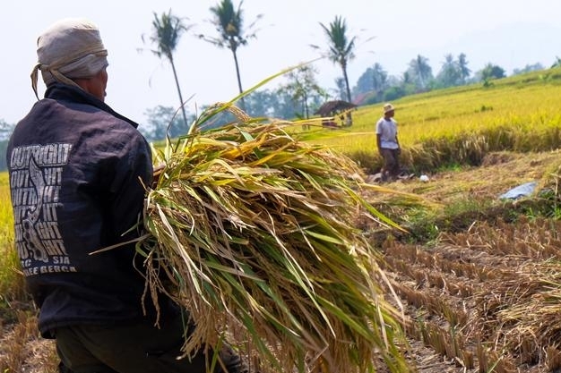 H-FLORY, si Mesin Pengering Padi Berbasis Smartphone