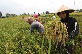 Kodim-Bulog Sosialisasi Program Penyerapan Gabah