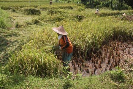 Posisi Tawar Petani Masih Lemah