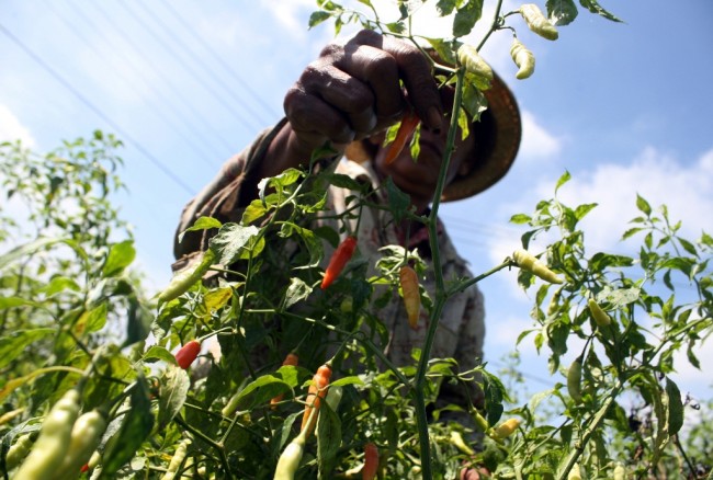 Saatnya Mewujudkan Korporasi Petani