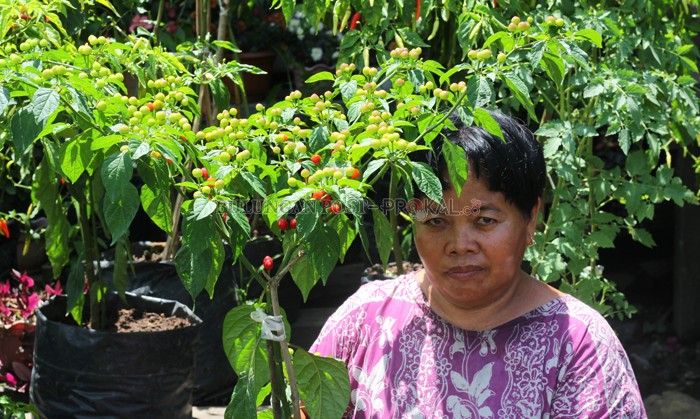 Tanam Cabai Bulat, Rasa Lebih Pedas