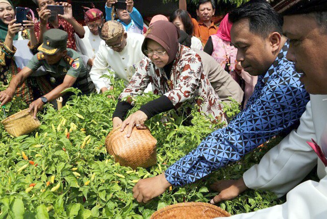 Urban Farming, Surabaya Panen Cabai Manfaatkan Lahan Sempit