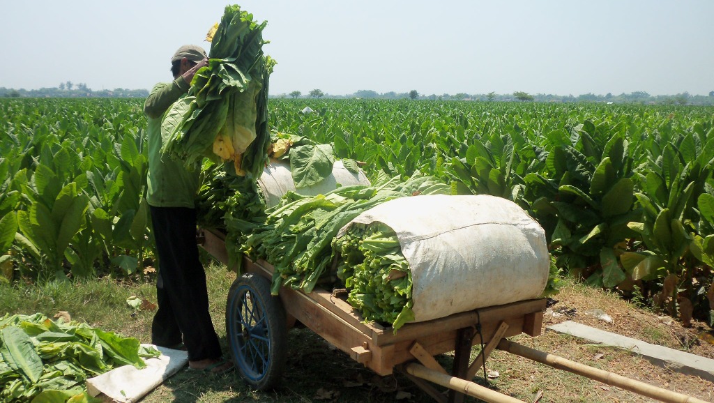 Petani Sumbing mulai semai benih tembakau
