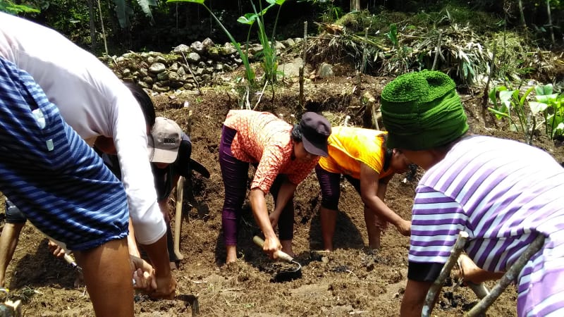 Agradaya, Entas Masalah Petani Rempah dengan Pertanian Organik