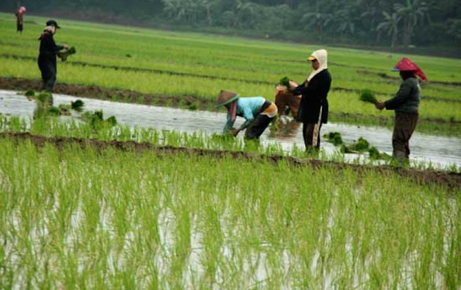 Perempuan Tani Berharap Swasemba Pangan Jawab Tantangan Pertanian