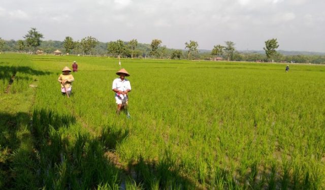Hari Tani dan Pemerataan Tanah