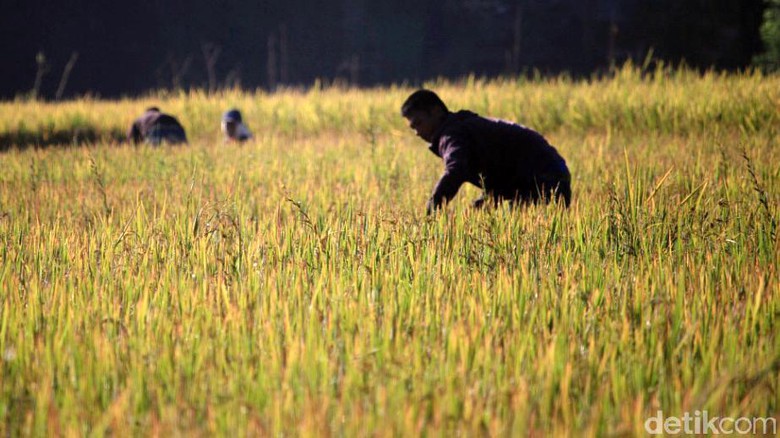 Empat Kabupaten Banten Jadi Penyangga Pangan Ibu Kota
