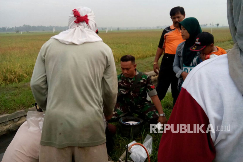 Peneliti 14 Negara Bahas Pengendalian Hama Wereng