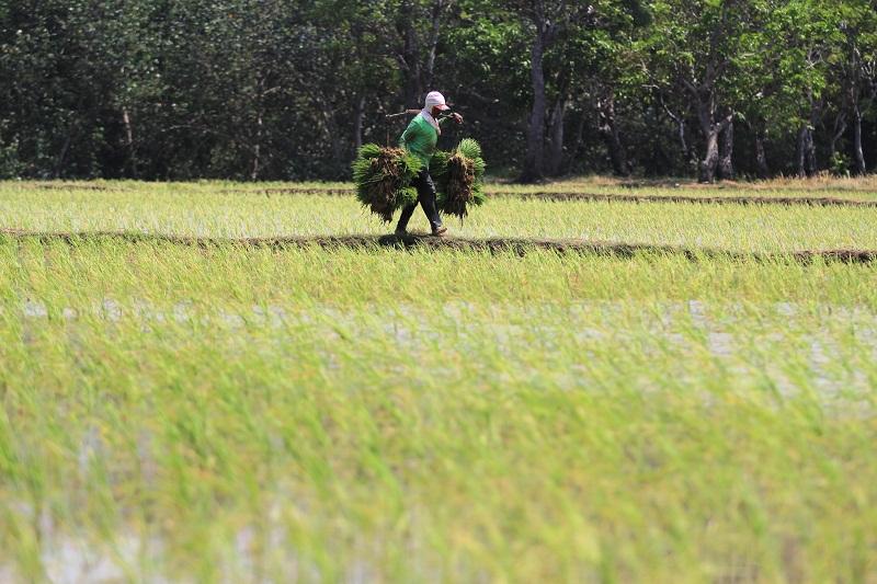 Strategi Pembangunan - Kebijakan Pembantu Presiden Tidak Pro-petani Kebijakan Mematikan Petani Tak K