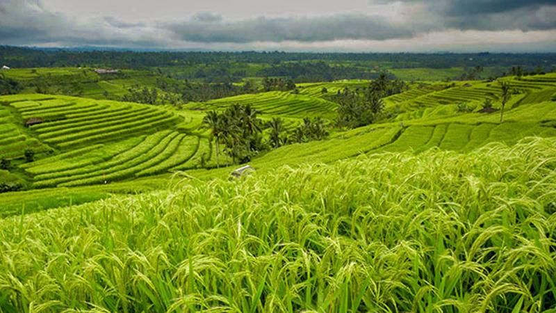 Saatnya Fokus pada Pertanian