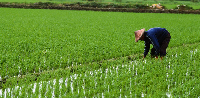 Pemerintah Dinilai Tidak Konsisten Wujudkan Swasembada Pangan