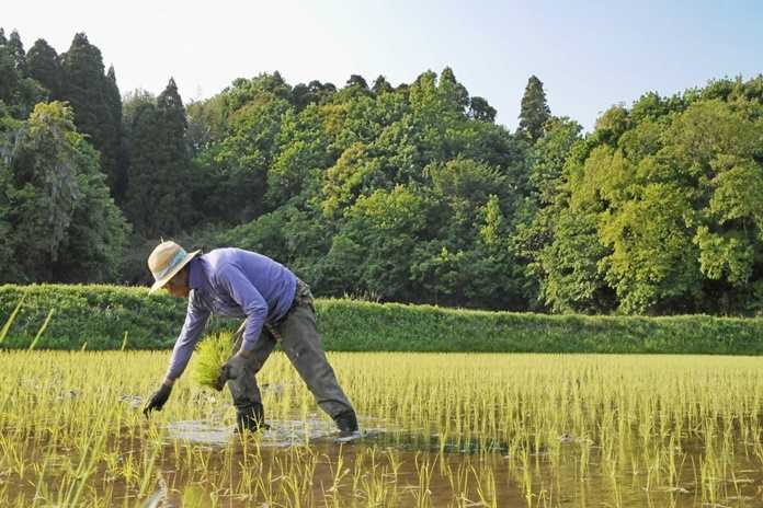 Cerdas, Begini Sistem Irigasi Lahan Pertanian di Jepang