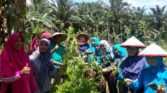 Manfaatkan Lahan Sempit Hingga Panen Raya Sayuran Hidroponik