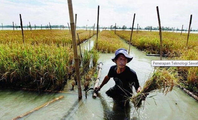  Penerapan Teknologi Sawah Apung (floating Field) Kawasan Banjir 