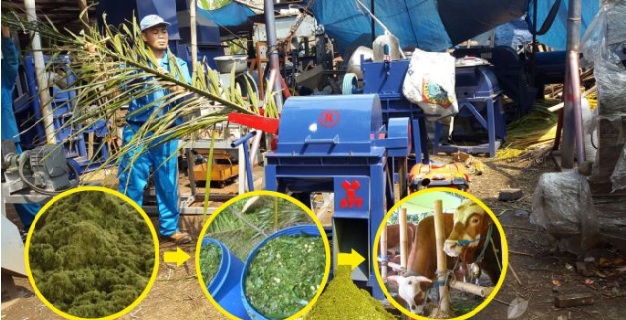 Fermentasi Daun dan Pelepah Sawit Sebagai Pakan Ternak   