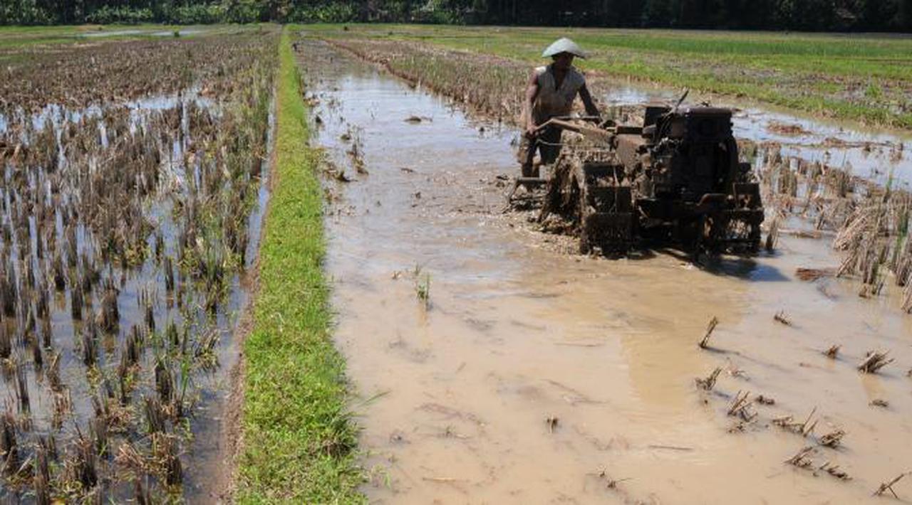 Ini Beda Kebijakan Sistem Pangan RI dan Malaysia