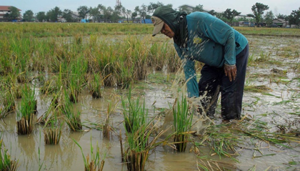 Kementan Kejar Swasembada Pangan dengan Pertanian Digital