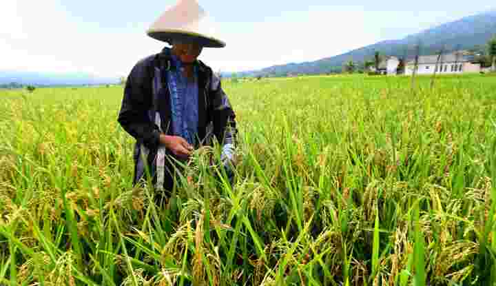 Pemerintah Perlu Lindungi Petani Agar Produksi Beras Jalan Terus