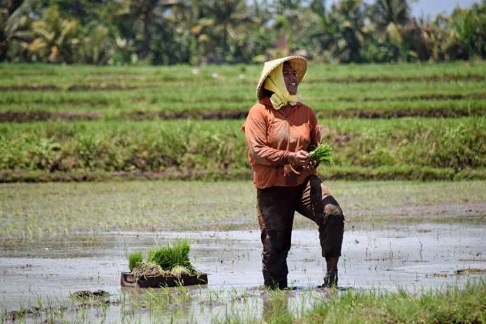 Cara Jitu Menyemai Padi dengan Sistem Modern