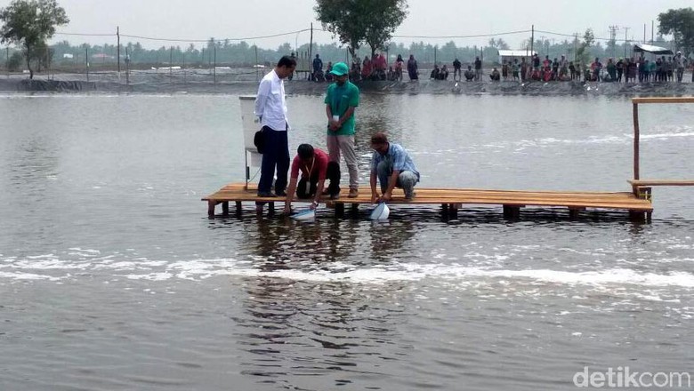 Canggih! Petambak di Bekasi Beri Makan Udang Lewat Smartphone