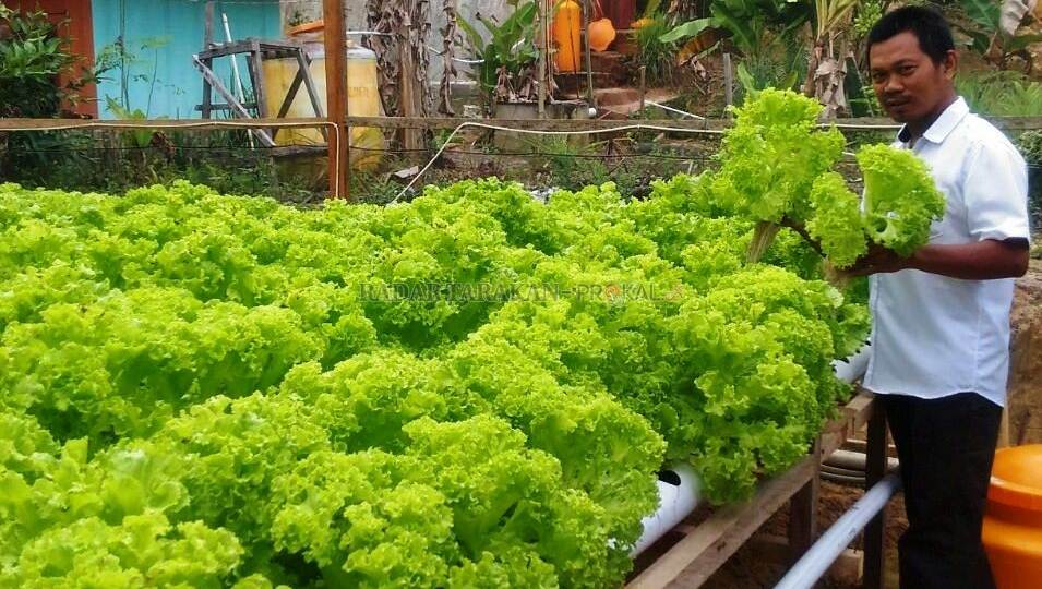 Asyiknya Berkebun Hidroponik, Tak Perlu Modal Besar Manfaatkan Lahan Terbatas