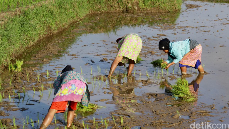 500 Ribu Hektar Rawa akan Digarap Jadi Lahan Pertanian