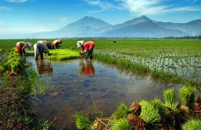 Antisipasi Ketahanan Pangan Global, PBB Dorong Pertanian Keluarga